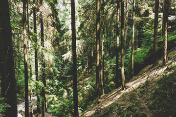 mystischer Wald