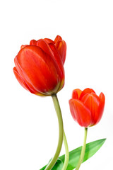 Two red tulips