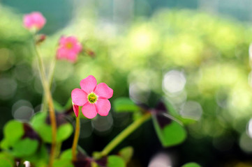 Flower of good luck plant on blurred background © izzzy71