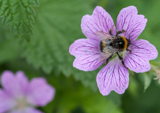 A bumblebee on a  purple flower