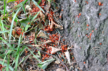 Feuerwanzenbrut tummelt sich auf Baumstamm in der Sonne