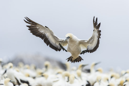Cape gannet landing, Malgas Island, South Africa