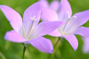 Blur background with violet bell flower campanula