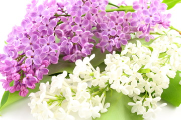 Gemeiner Flieder (Syringa vulgaris) mit violetten und weißen Blüten auf weißem Hintergrund