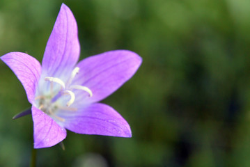 Blur background with violet bell flower campanula