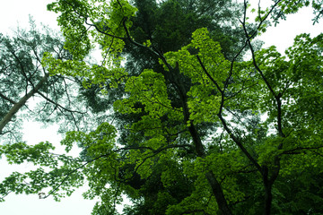 Fototapeta na wymiar 雨後の樹木