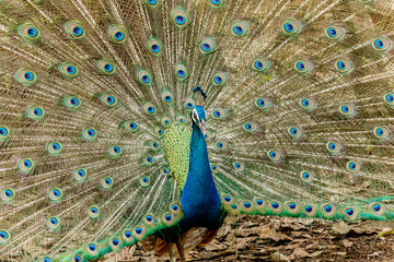 Obraz premium Peacock. Portrait of male peacock displaying his tail feathers.
