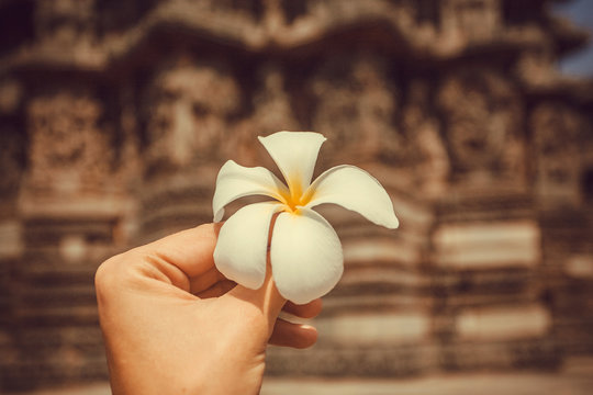 Flower in the hand of a tourist past an historical walls of old temple in India. Traditional architecture of Asia and vacation mood