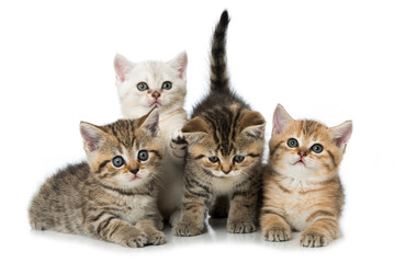 Vier Britisch Kurzhaar Kätzchen