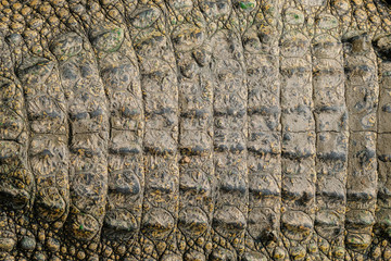 closeup Crocodile leather background,Crocodile skin