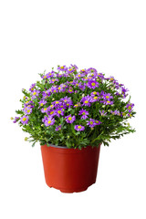 Purple daisy in the pot
