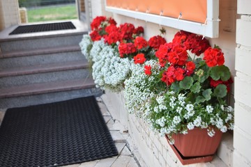 Fototapeta na wymiar Red flowers in a flowerpot