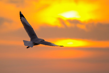 Fototapeta na wymiar beautiful seagull and sea with sunset.