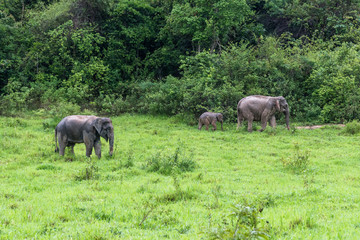 Obraz premium Family of Asian Elephant walking and looking grass for food in forest. Kui Buri National Park. Thailand.
