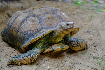 Close-up detail of a African spurred tortoise (Centrochelys sulcata) feeding on vegetables in a metal tray. Animals and conservation concept.