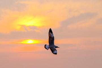 beautiful seagull and sea with sunset.
