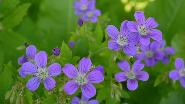 Wild Cranesbill. Geranium pratense close up footage shooting static camera.