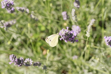 papillon et sa lavande/cc/1