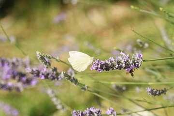 papillon et sa lavande 