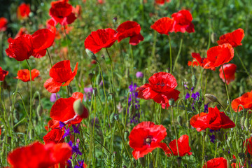 Fototapeta premium Klatschmohn auf der Wiese