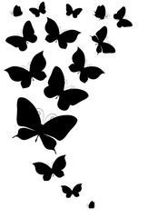 black butterfly, isolated on a white