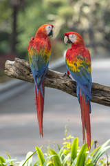 Beautiful scarlet macaw