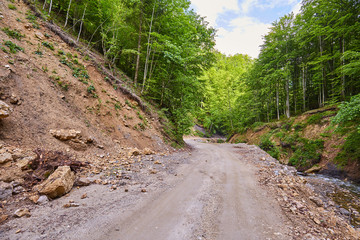 Dirt road through the forest