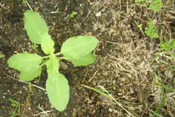 Holy Basil