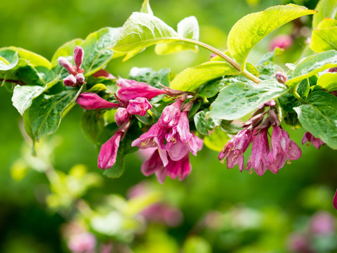 Weigela Praecox" Images – Browse 33 Stock Photos, Vectors, and Video |  Adobe Stock