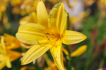 Obraz premium Yellow blossom on lilium with blured background.