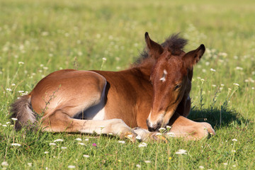 Sorrel foal on the floral meadow