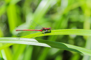 Red Pyrrhosoma nymphula on green grass leave front view