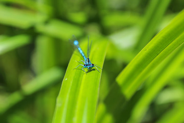 Blue Coenagrion scitulum on green grass leave front view, macro photo