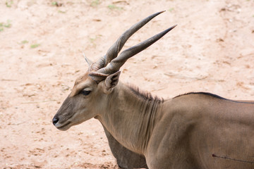 Eland
