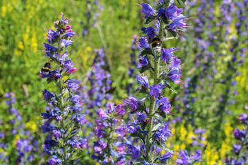 Violet and yellow flower with bublebee and blured background.