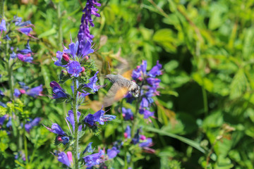 Violet flower with macroglossum in fly, macro photo