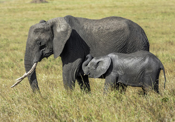 Elephant- Mother and Calf 1