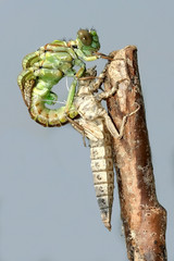 Metamorphosis of  River Clubtail dragonfly