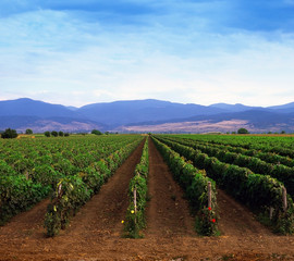 Fototapeta na wymiar A fresh young vineyard in the plain