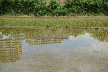 田んぼ