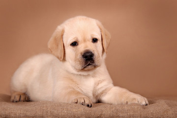 Sweet  labrador retriever puppy.