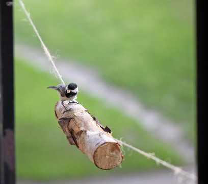 m&eacute;sange &agrave; t&ecirc;te noire