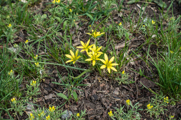 Close up of flowers of Gagea minima
