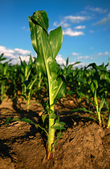 Corn plants growing in cultivated agricultural field