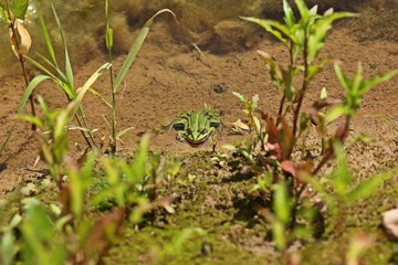 Junger Teichfrosch (Pelophylax esculentus) sonnt sich am Teichufer