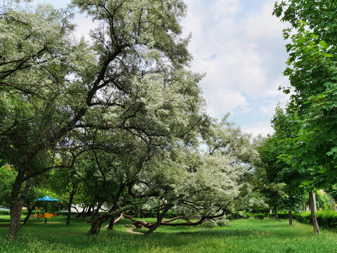 Flowering Russian olive trees in the park (Elaeagnus angustifoilia)