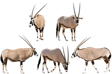 Poster Set of five gemsbok in different posing isolated on white background, seen at namibia, africa © Friedemeier