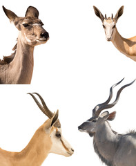Set of four headshots of different antelopes - kudu, springbok, impala - isolated on white background