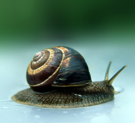 Beautiful snail crawls in the rain