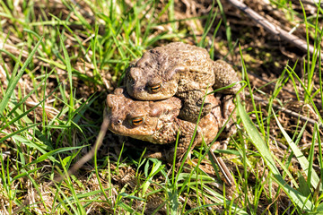 European grass frog copulation close-up